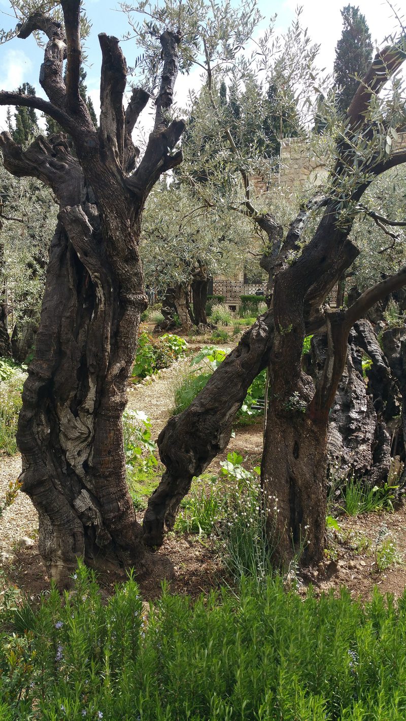 Ancient olive trees in the Garden of Gethsemane